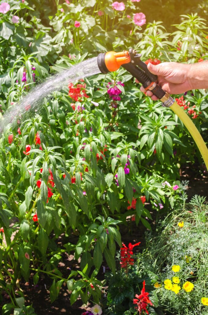 A gardener with a watering hose and a sprayer water the flowers in the garden