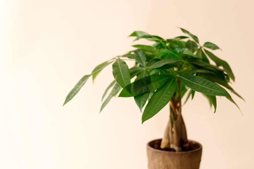 A "Money Tree" plant (Pachira Aquatica)