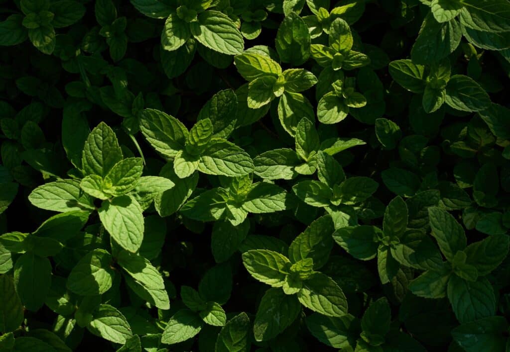 Background of mint leaf