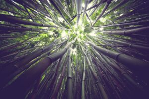 Bamboo