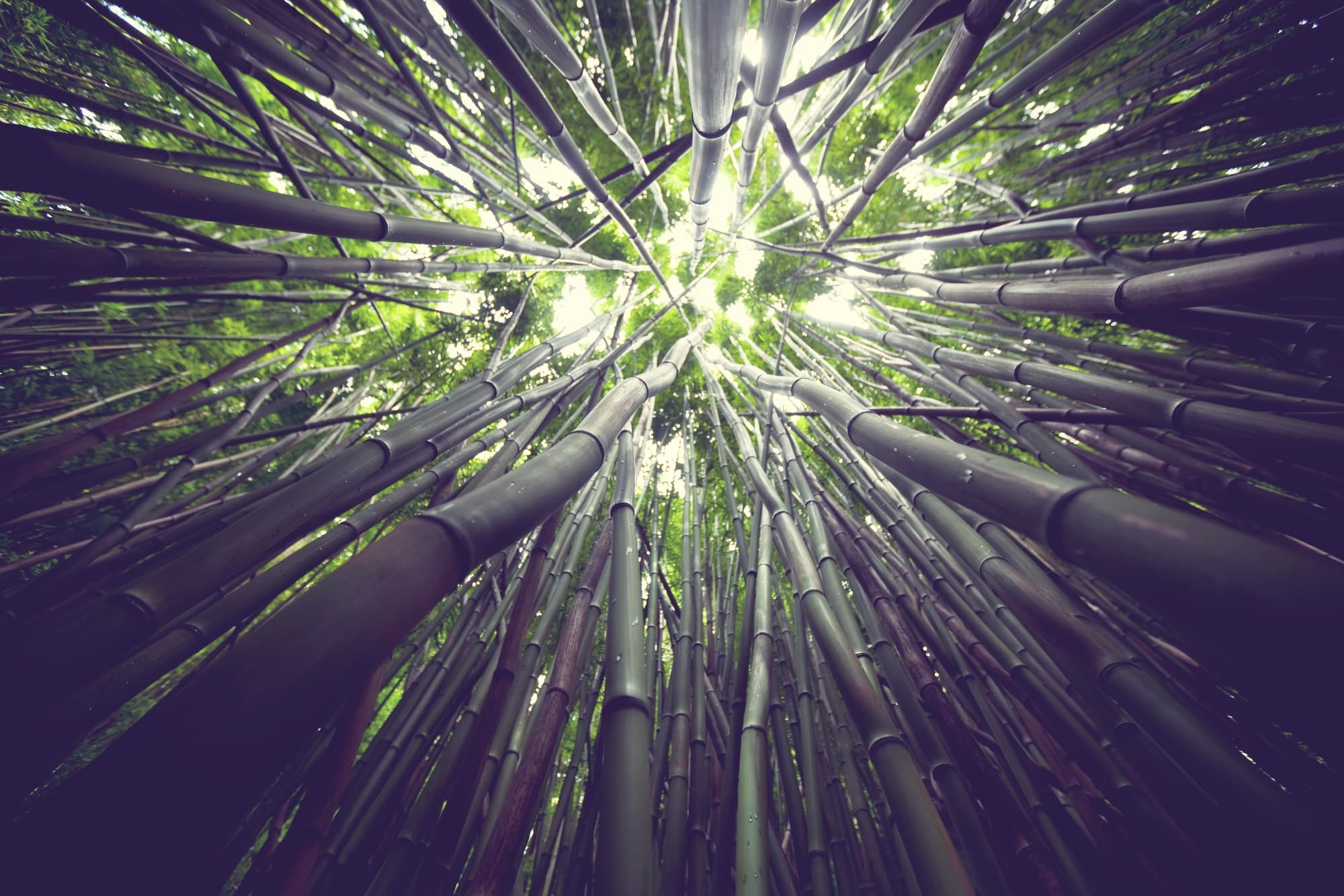 Bamboo