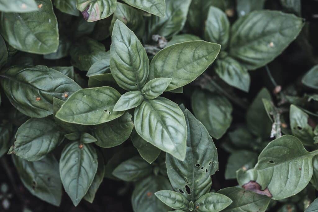 Basil background