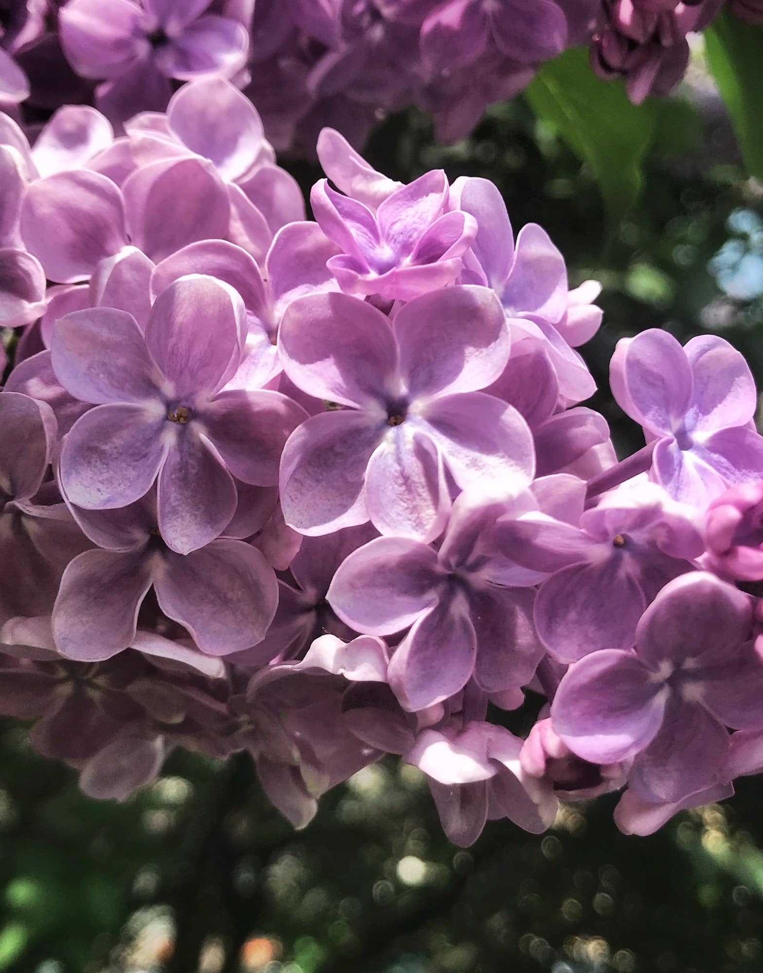 blooming lilac flowers