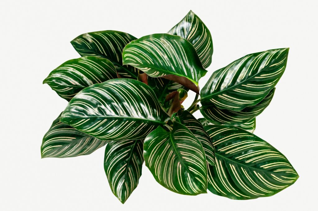Calathea Ornata leaves isolated on white background mockup