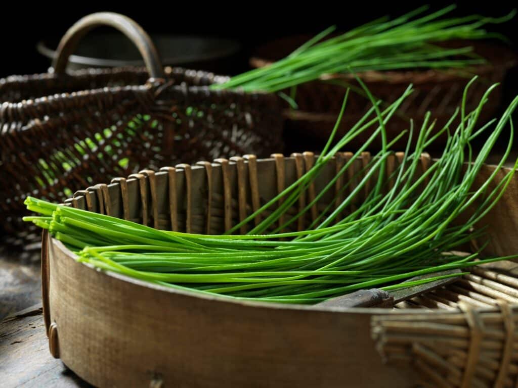Chives