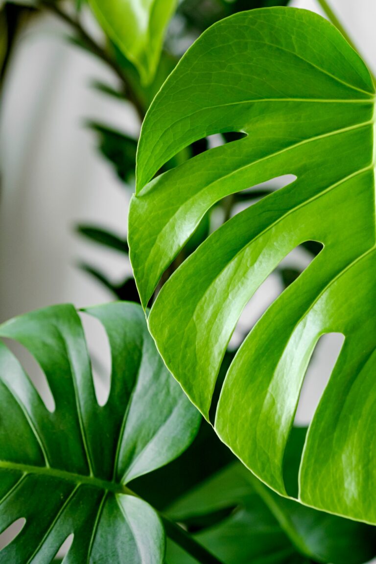 Close-up leaf Monstera deliciosa or Swiss cheese plant on a white background.