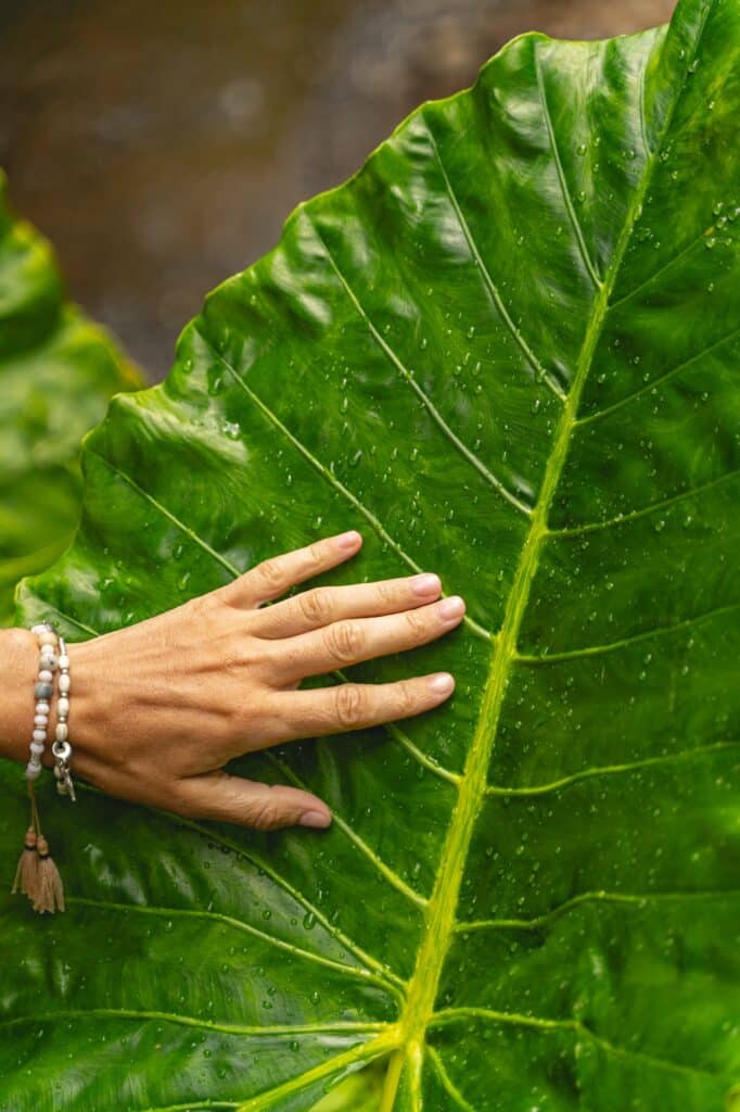 Close up of female hand on green plant