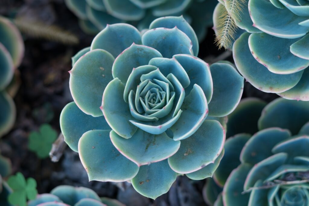 Closeup shot of a green echeveria elegans plant