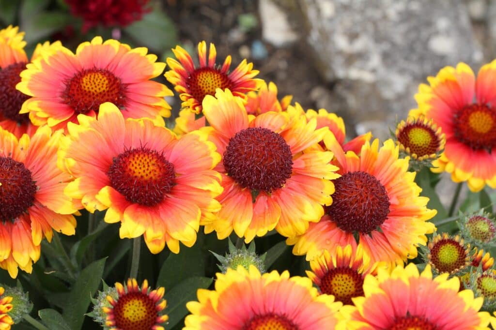 Closeup shot of cute Indian blankets under the sunlight
