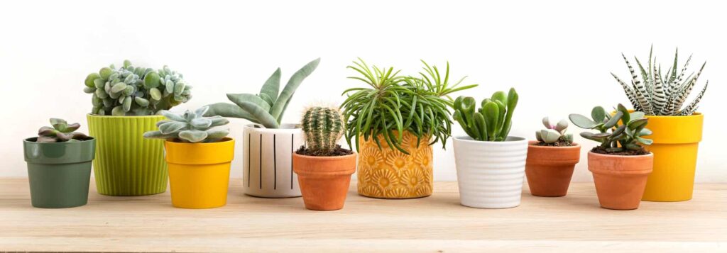 Collection of various succulents and plants in colored pots. Potted cactus and house plants against