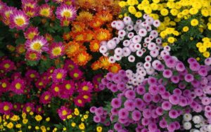 Colorful flowers in the garden