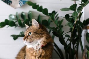 Cute cat sitting under green plant branches and relaxing on white wall backgroud