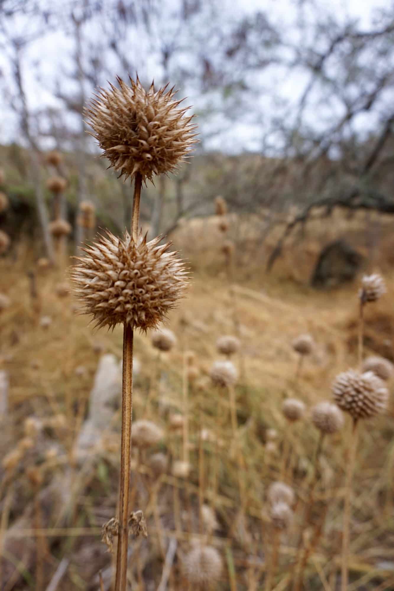 Dried seed pod plants