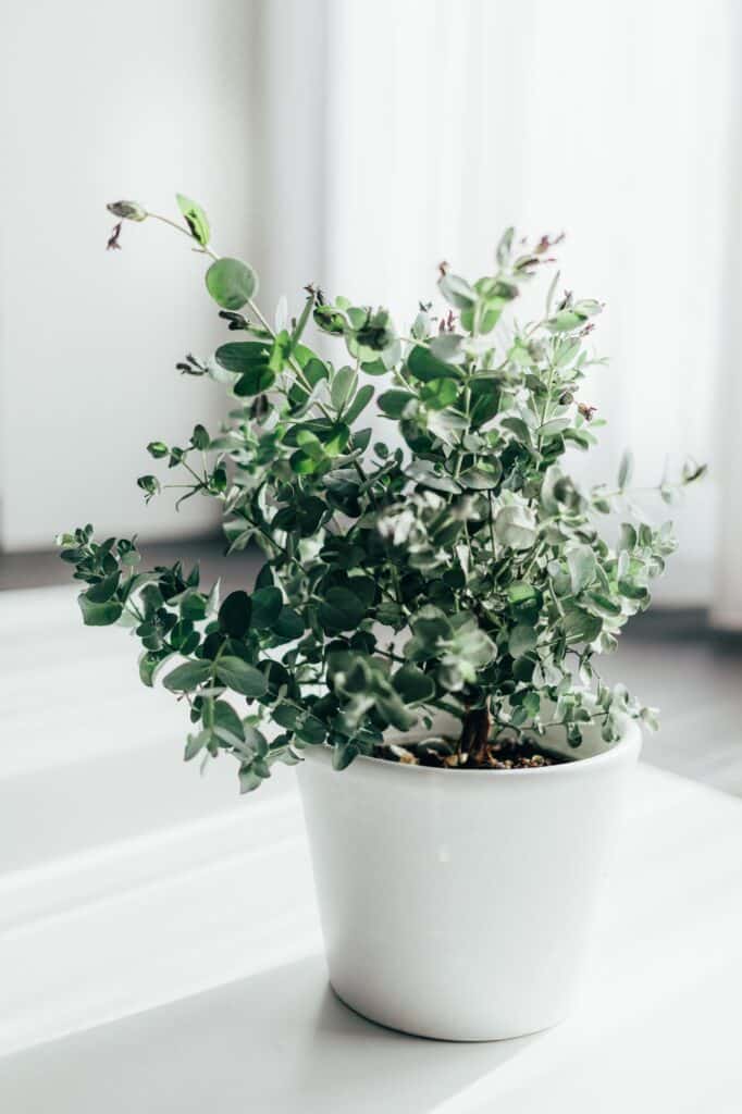 Eucalyptus Plant Growing in a White Flower Pot