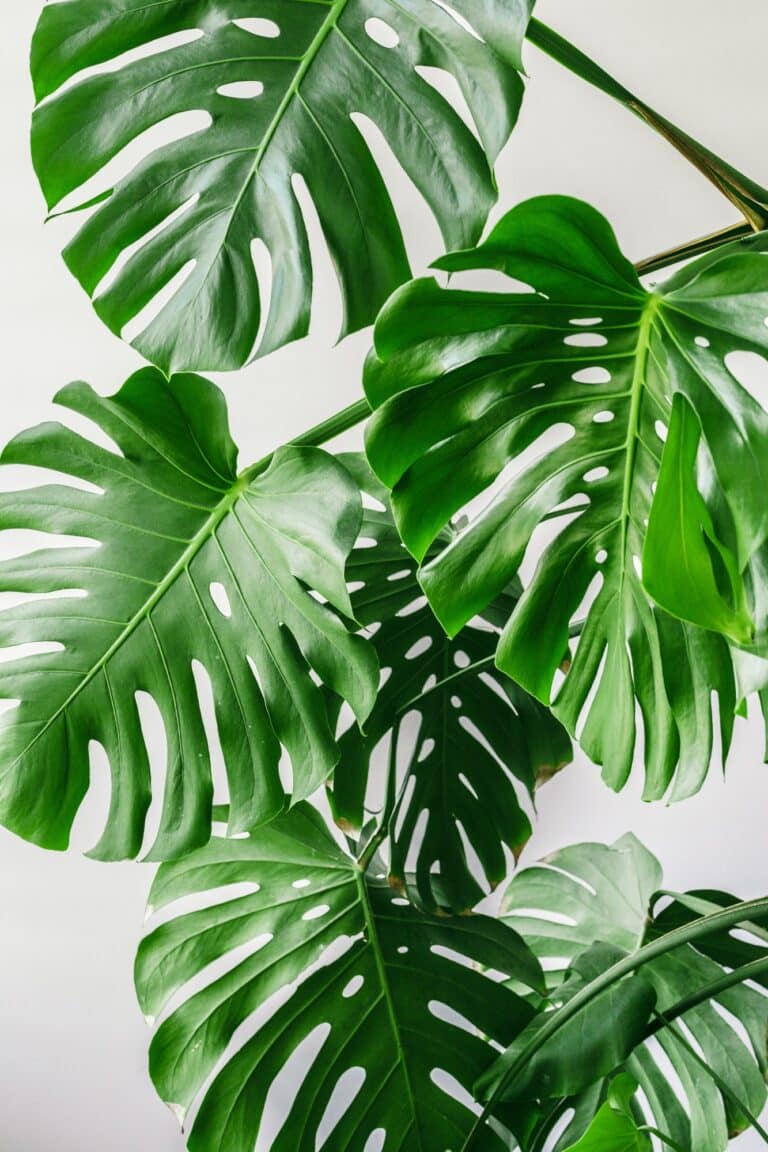 Exotic tropical monstera palm leaves at home