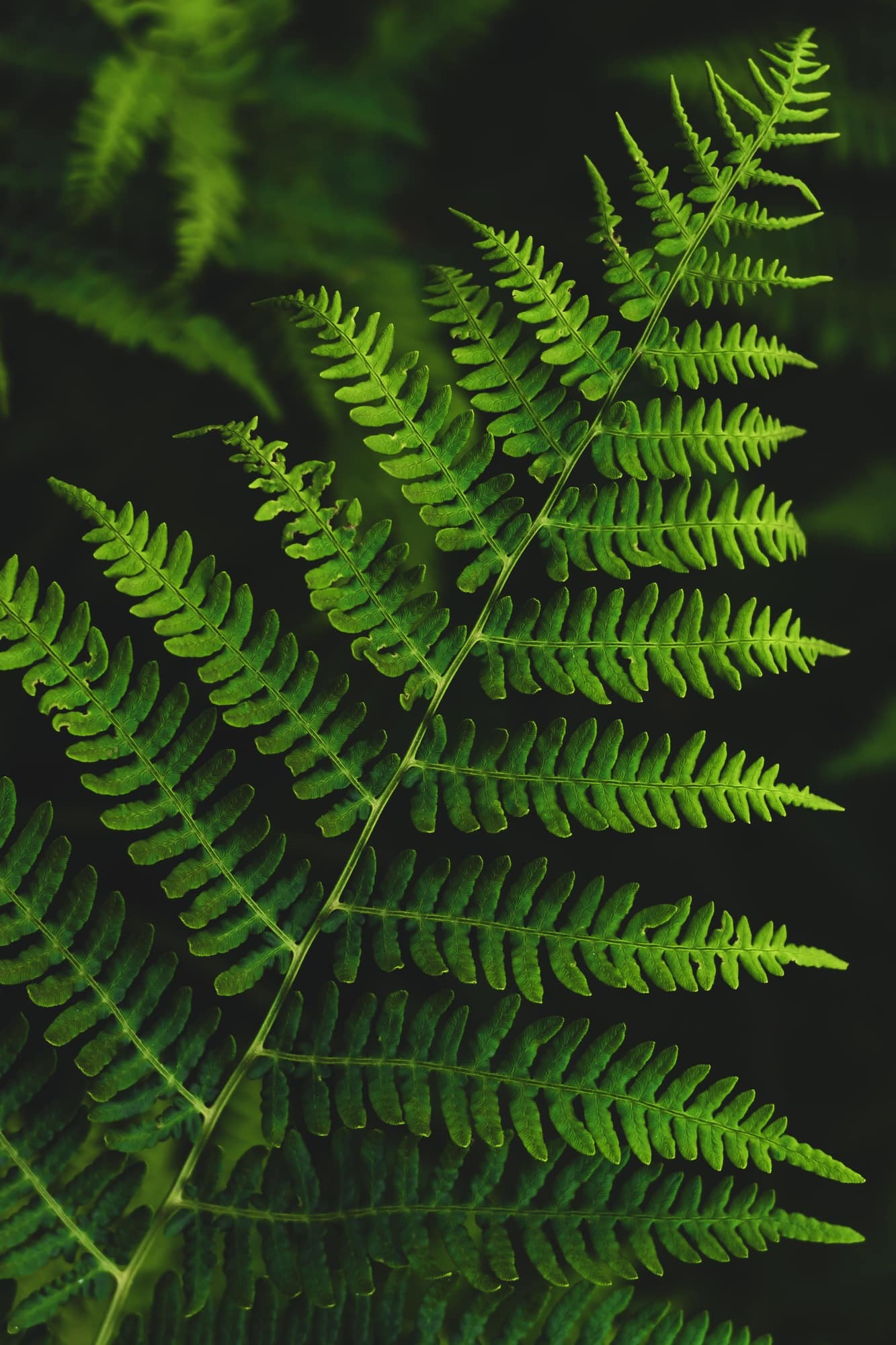 Fern leaves. Dark green plants in nature landscape, forest.