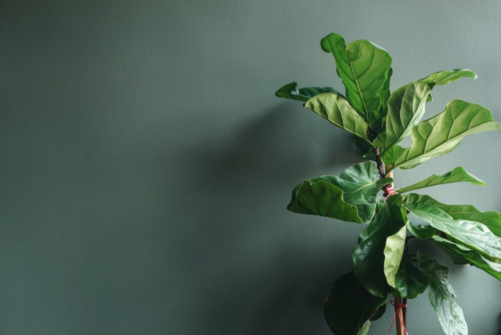 fiddle leaf fig tree before gray wall with copy space