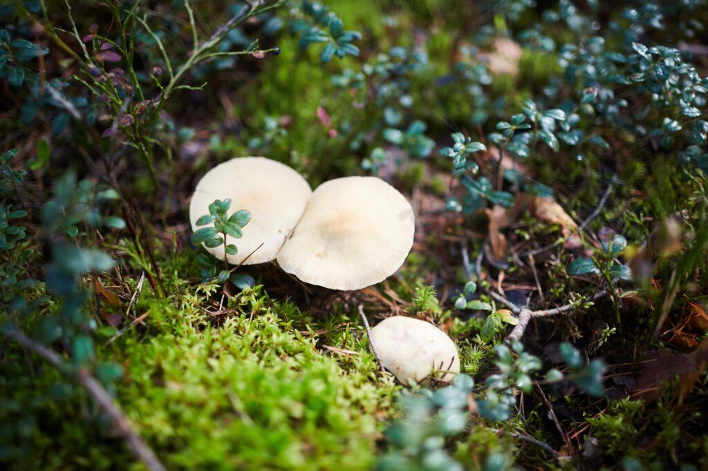 Forest environment