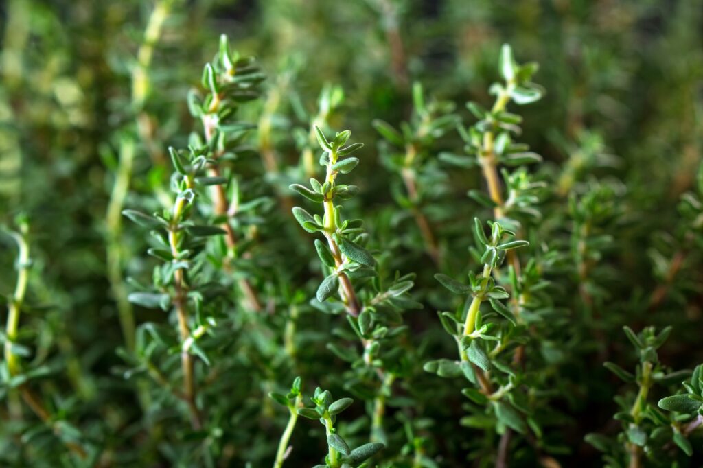 Fresh organic Thyme