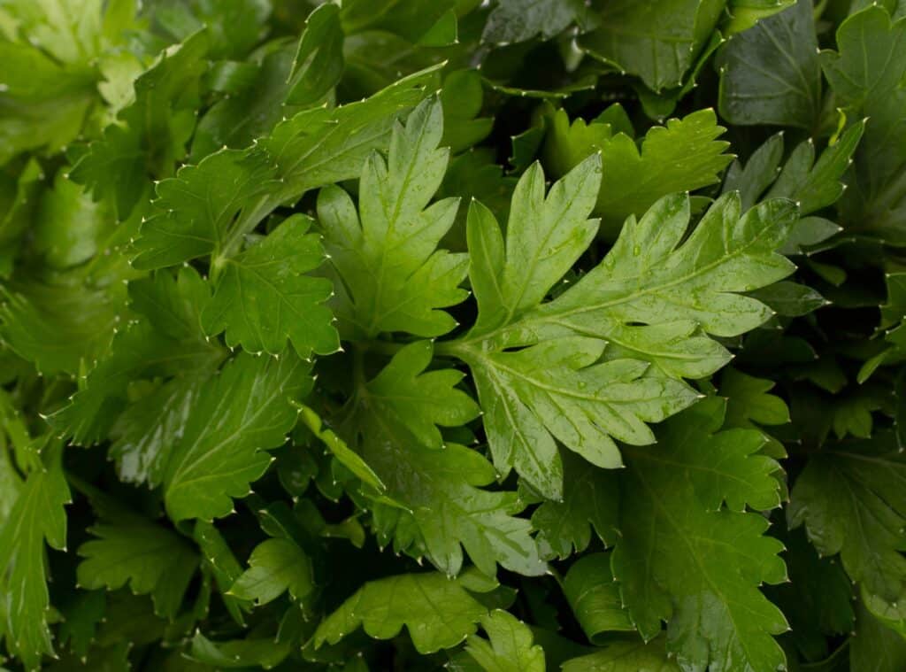Fresh Parsley background