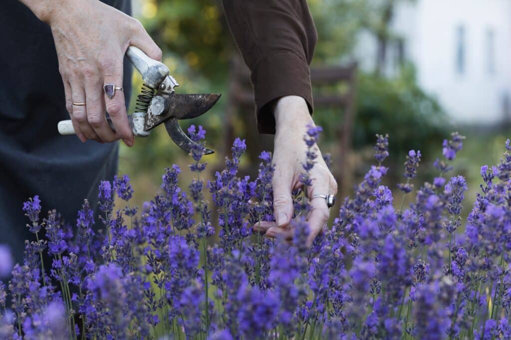 girl pruning lavender bush in the garden