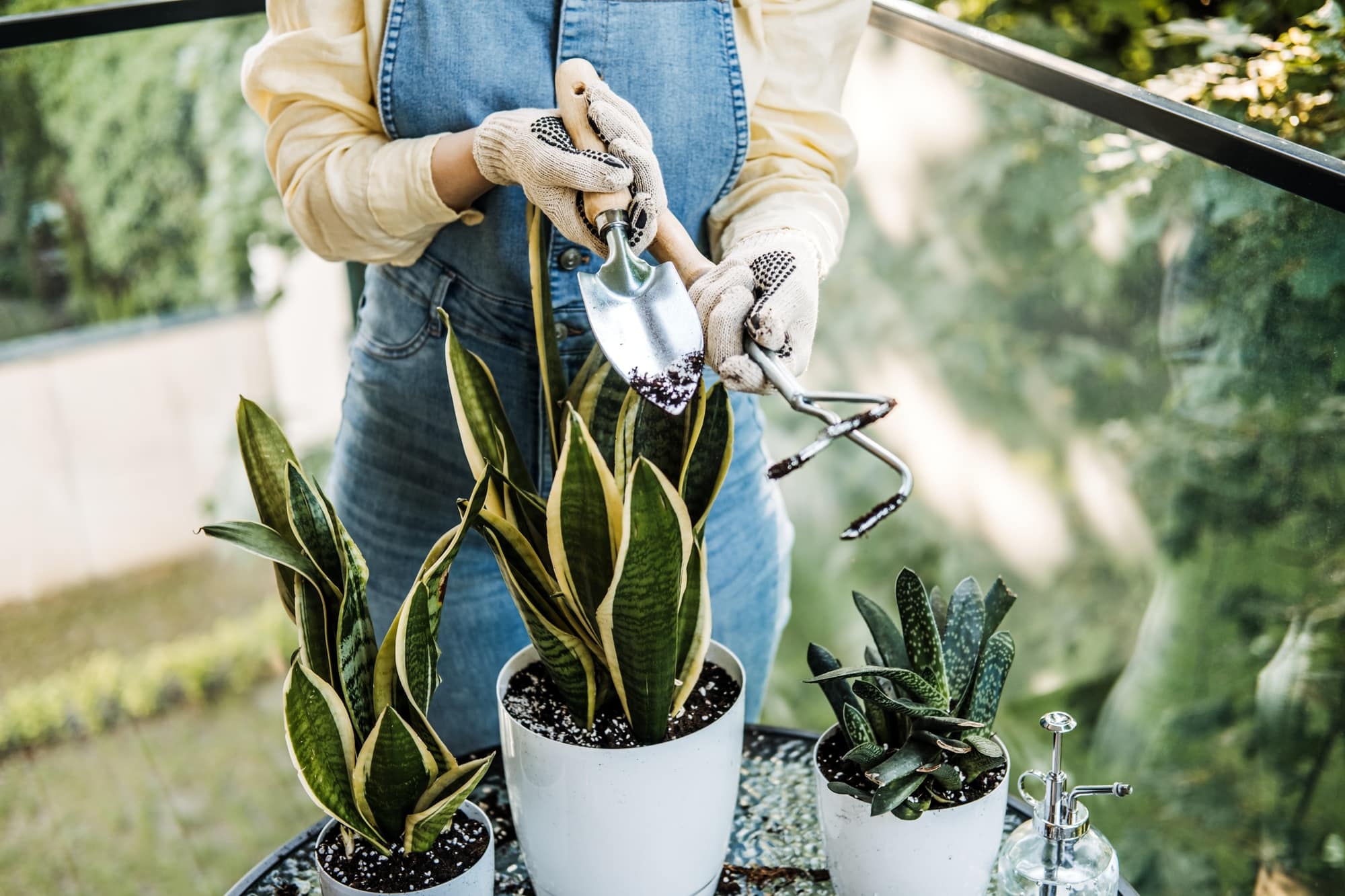 Gloved hands of a young person misting houseplants on a balcony garden table.