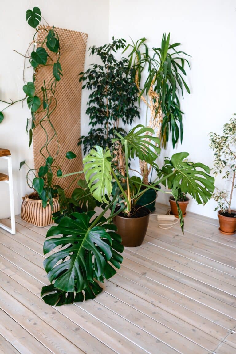 green plants in the house. monstera