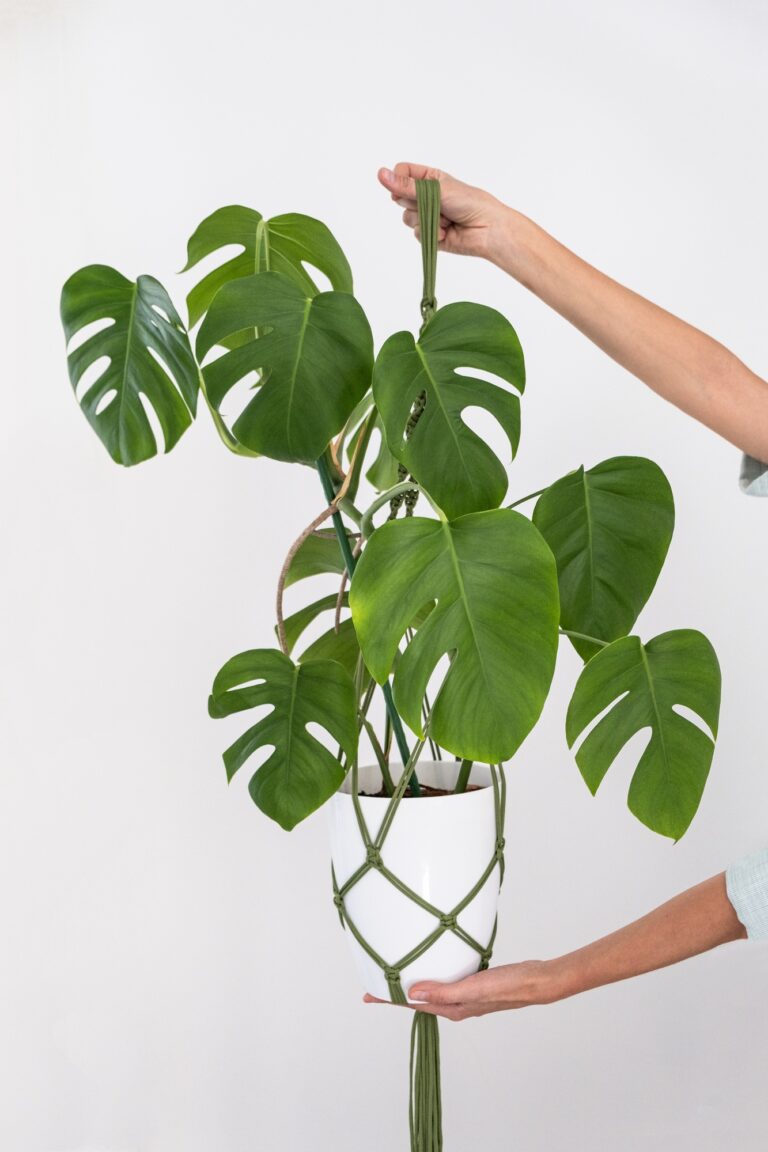 handmade green macrame plant hangers with potted plant are hanging on woman hand. monstera