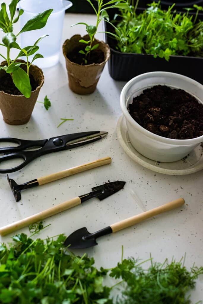 home gardening seasonal planting flowers at home in peat pots, gardening tools and scissors