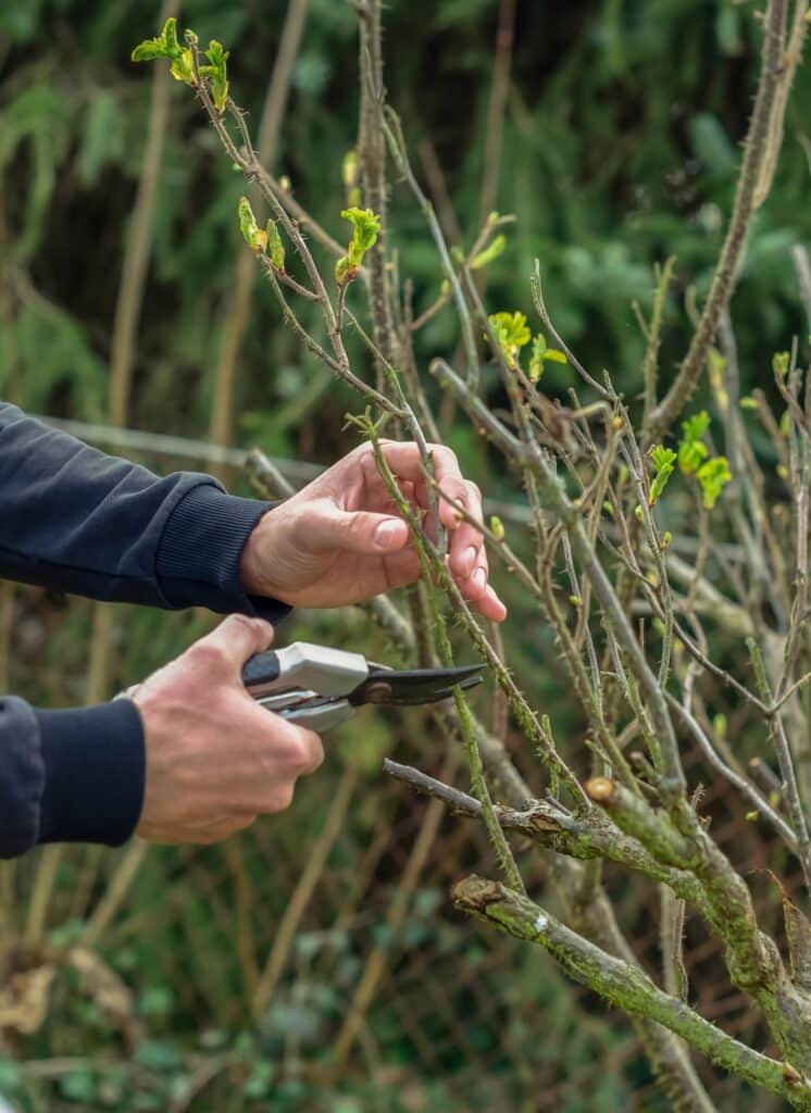 Male hands cut the tree with garden shears, garden season.