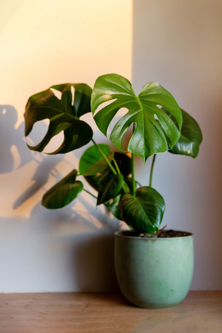 Monstera deliciosa, plant in a green pot