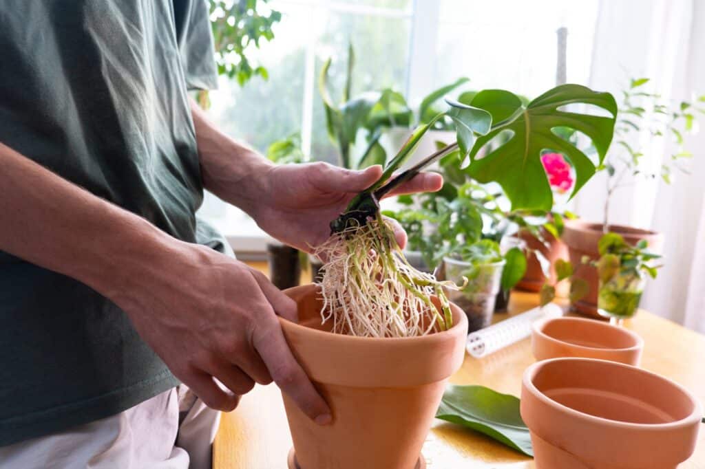 Monstera deliciosa, Swiss cheese roots, Cultivation and caring for indoor potted plants