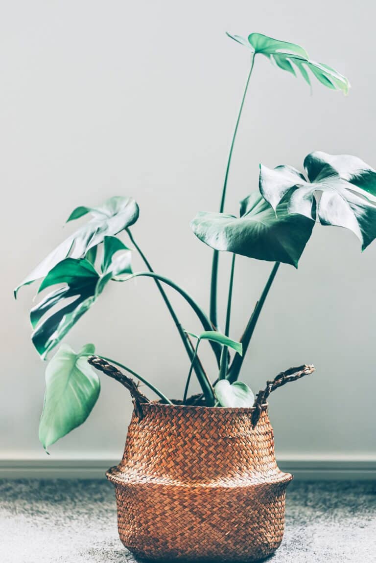 Monstera in basket