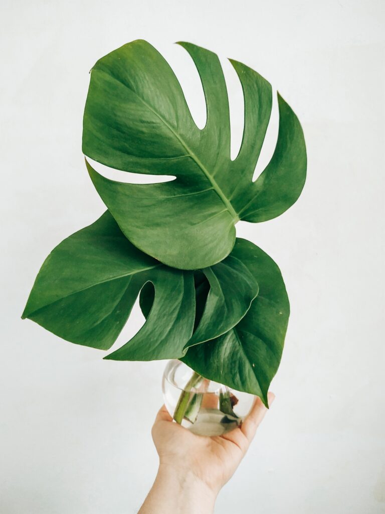 Monstera leaves in a glass flask