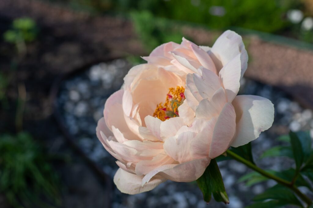 Peony flower bud.