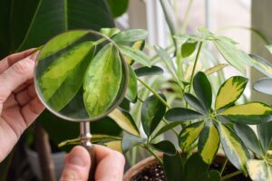 Person using magnifying glass to examine leaves of schefflera houseplant for pests and disease