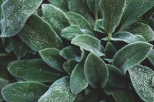 Sage leaves texture.