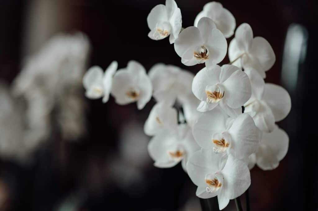 White orchids