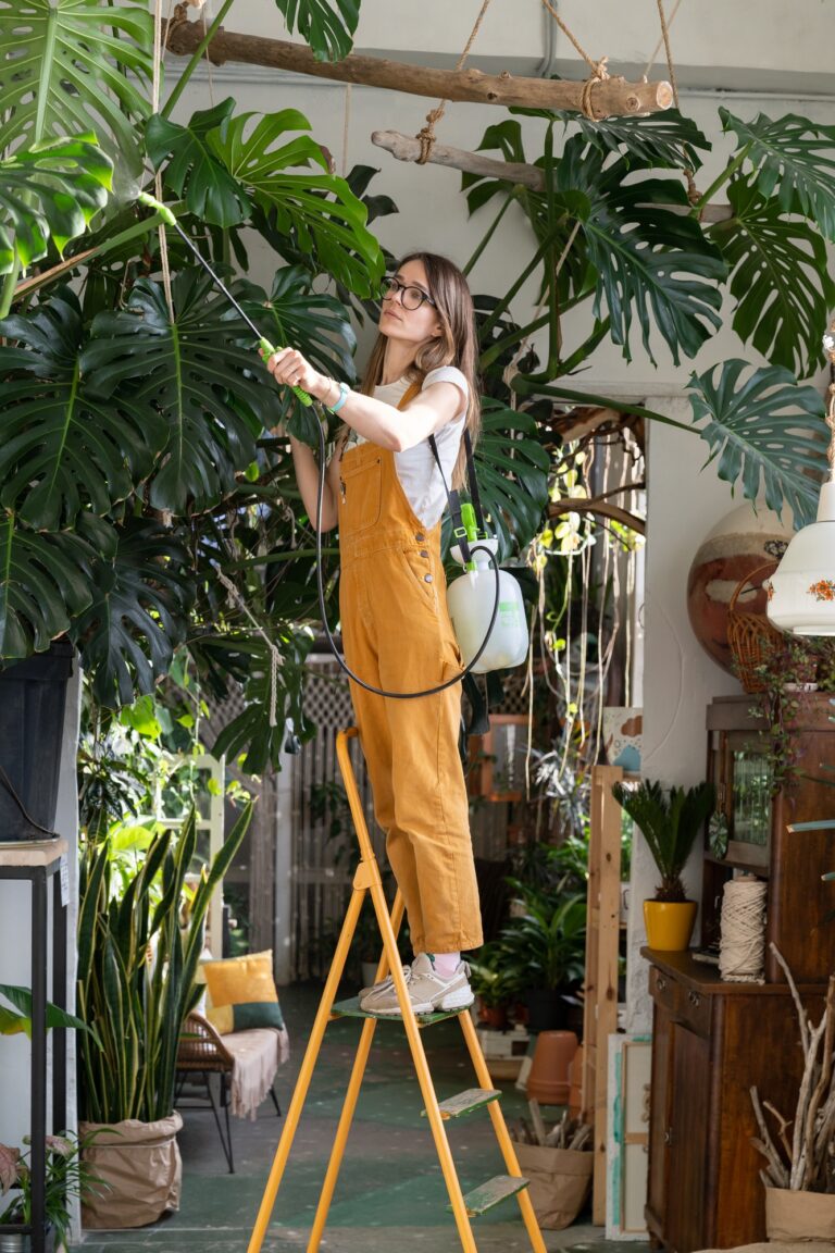 Woman gardener in overalls inspected and caring for lush monstera houseplant in cozy home garden