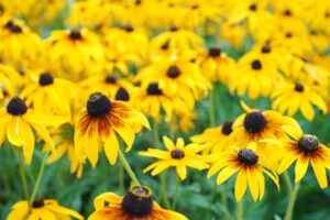 Yellow Flowers Of Rudbeckia Fulgida, Coneflowers Or Black Eyed Susan In The Garden, Meadow Or Lawn