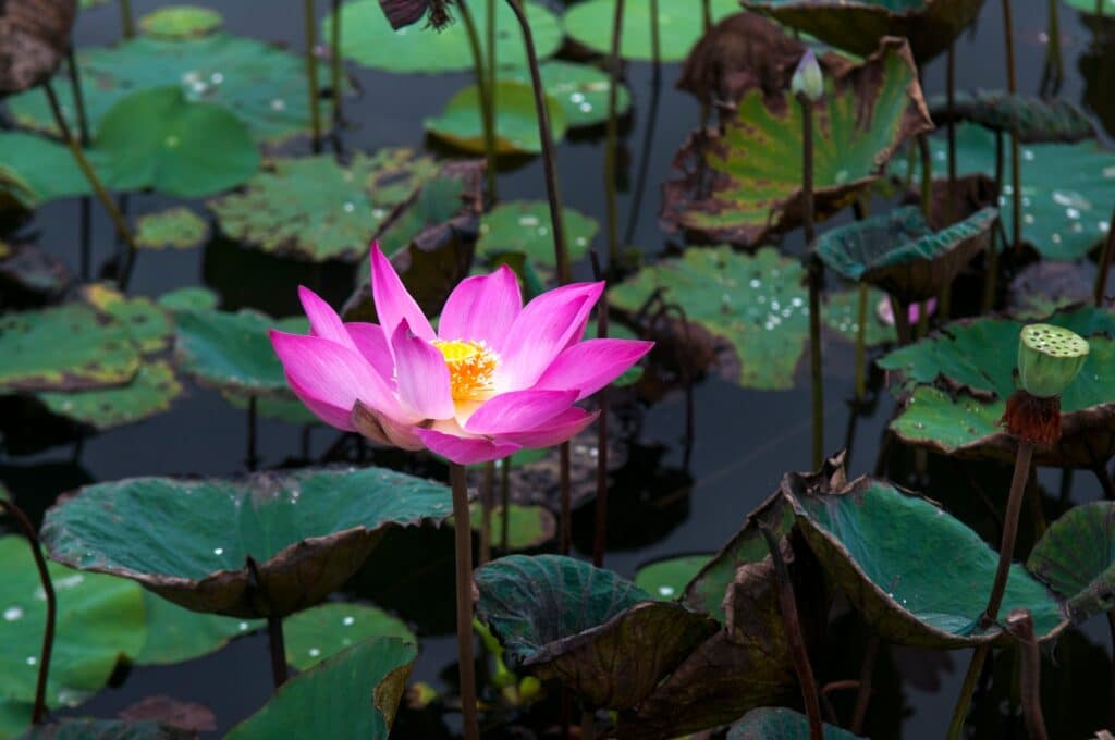 Asian pink lotus flower