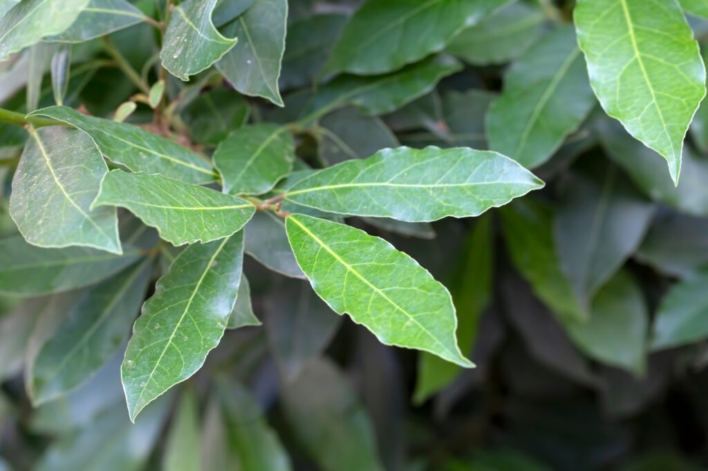 Green fresh daphne tree leaves