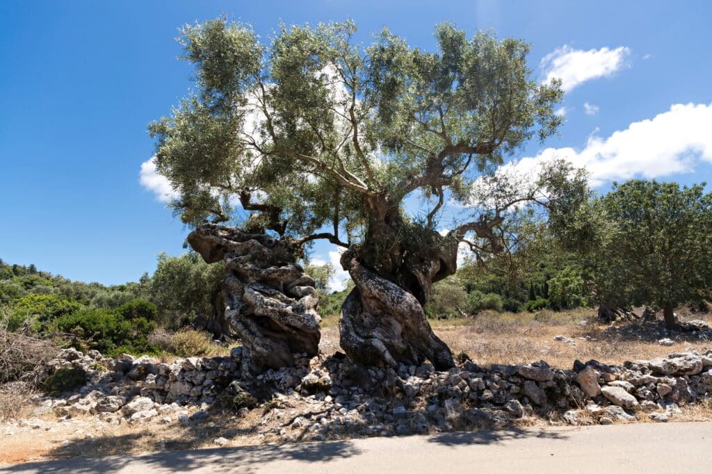 Two old olive trees