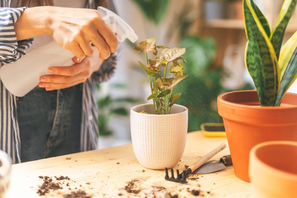 Woman gardeners watering plant in ceramic pots on the wooden table. Home gardening, love of housepla