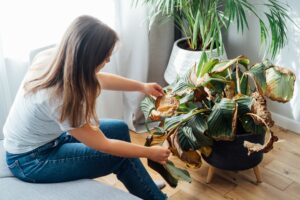 Young upset, sad woman examining dried dead foliage of her home plant Calathea. Houseplants diseases