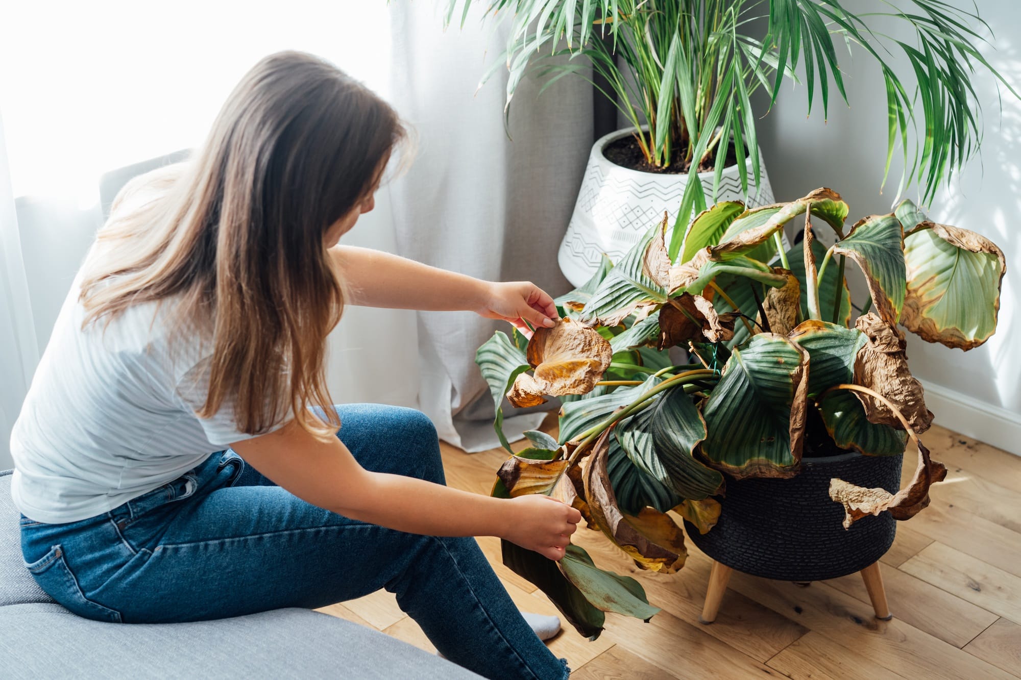 Young upset, sad woman examining dried dead foliage of her home plant Calathea. Houseplants diseases