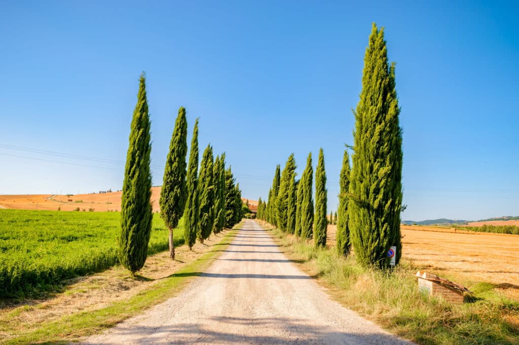 Typical Tuscan cypress street in Val d'Orcia