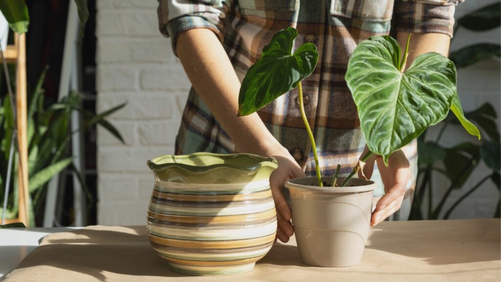 Repotting Visual Winter Repotting Guide: Should You Repot Houseplants?