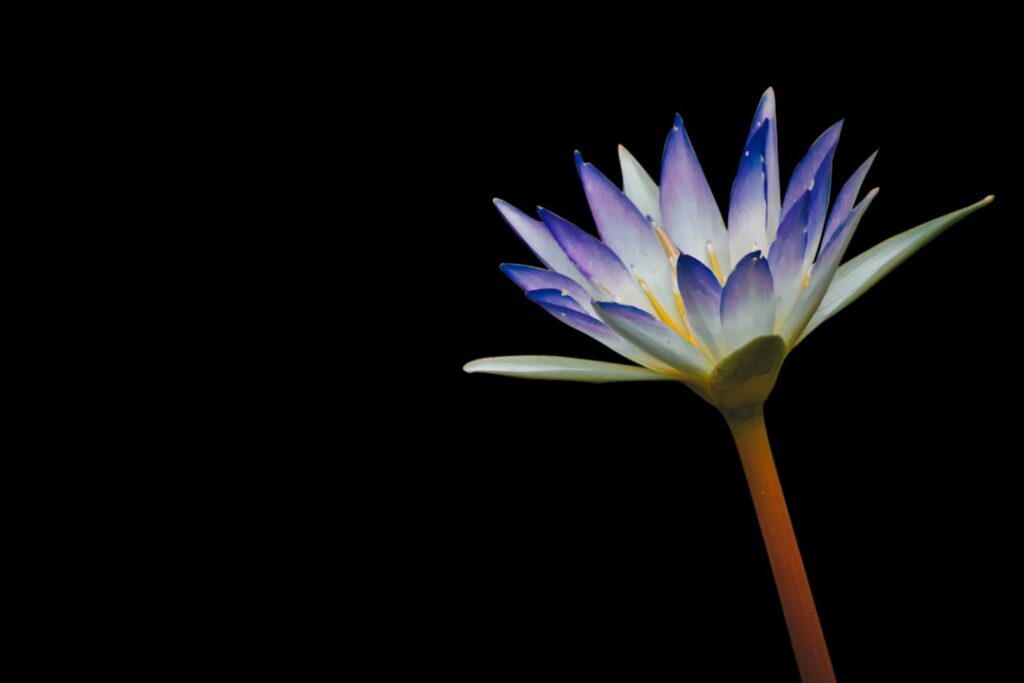 The Sacred Blue Lotus: Ancient Egypt’s Divine Flower | Plantanica