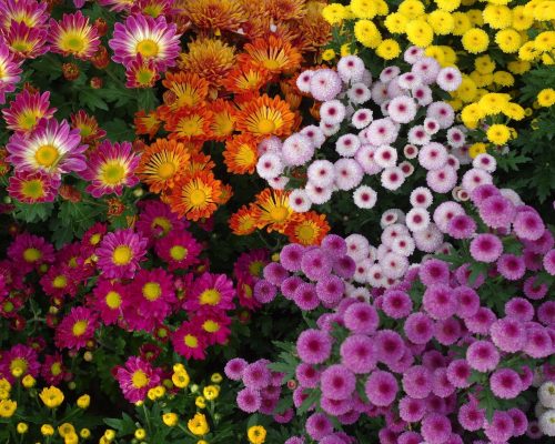 Colorful flowers in the garden